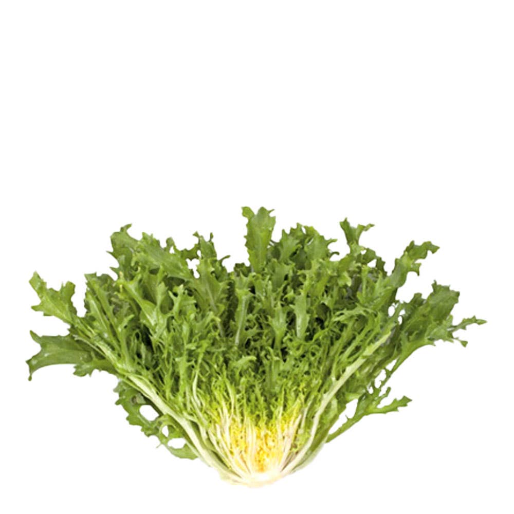 CHICORIA FRISEE UN