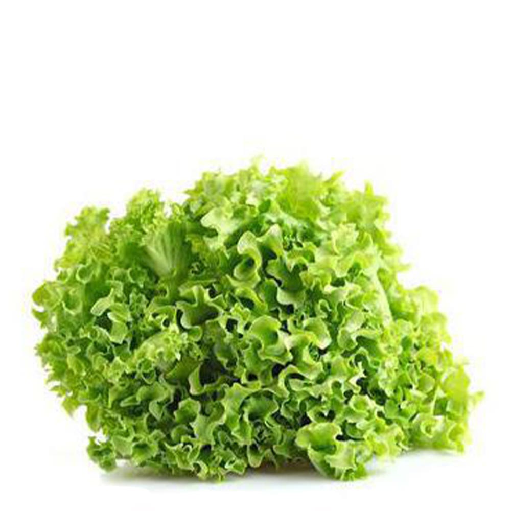 Mini Alface Crespa Hidrosol