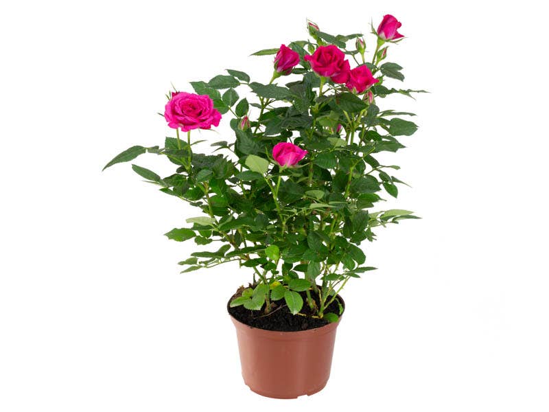 Roseira Mini Pote 13