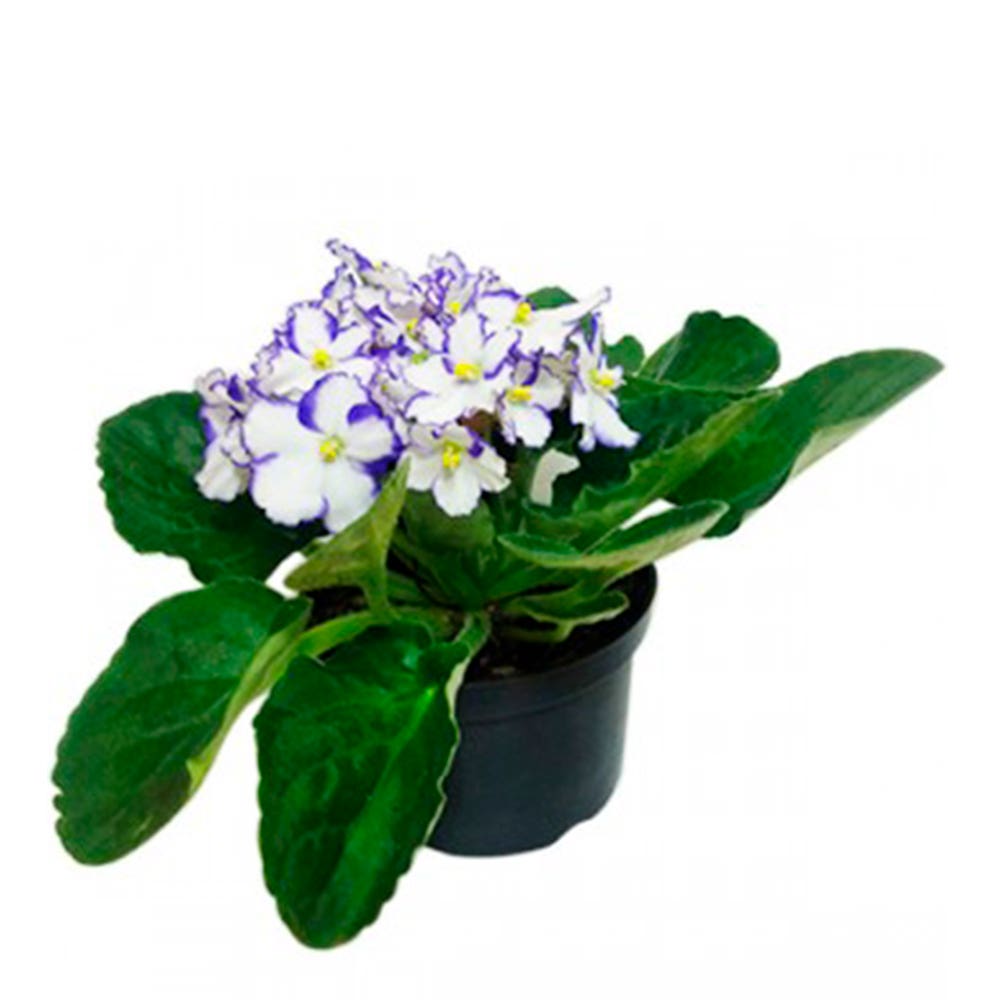 Violeta Pote 11
