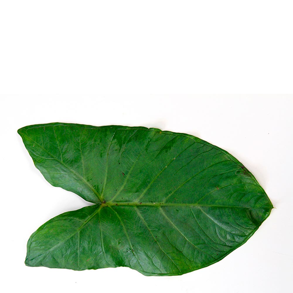 TAIOBA