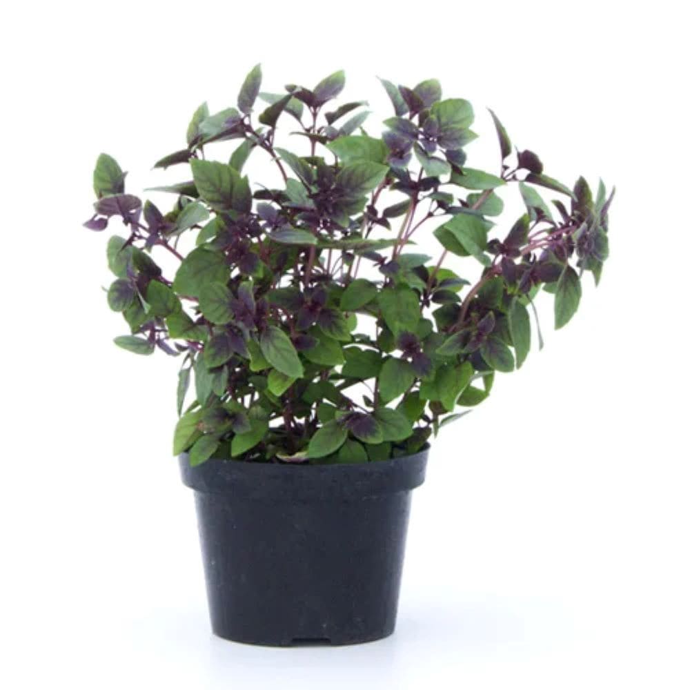 Manjericão Roxo P14