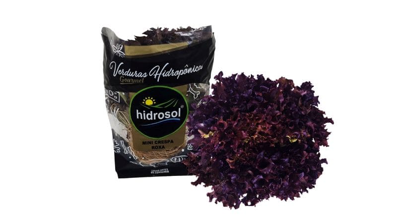 Mini Alface Crespa Roxa Hidrosol